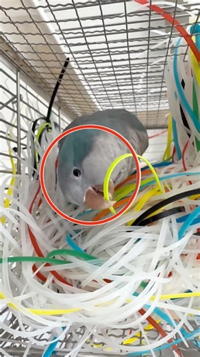 😲A parrot built a home for its chicks.