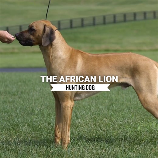 This Dog Was Used To Hunt Lions! 🐕 | Dogumentary TV