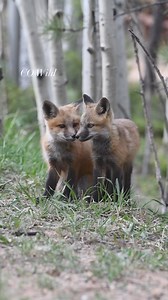 Some fox cuteness for your Friday 🧡 #animals #animallover #animalphotography #colorado #fox #redfox #kit #wildlife #wildlifeplanet #wildlifephotography #reelkarofeelkaro #reelsviral #fbreelsvideo #fyp #foryourpage #naturelovers #naturephotography #cutebaby #adorable | Colorado Wild Photography