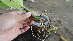 69K views · 809 reactions | Cara stek pohon itu mudah, asal jangan pakai tanah kompos | Grafting Examples | Facebook