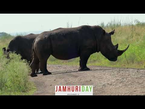 Happy Jamhuri Day 2025 | Kenya’s 62nd #IndependenceDay #Kenya #jamhuriday #patrioticsongs #nairobi