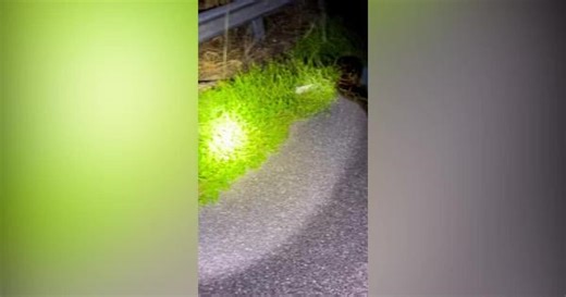 Record-setting 19-foot python caught in Florida