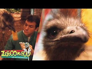 Run Fast Like a Cheetah and an Emu! | Zoboomafoo - WildBrain | Learn about Animals!