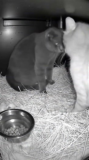 Cats Start Play Fighting Inside Winter Shelter 🐱❤️