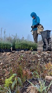 Is somebody watching me plant those trees? Although you can help by planting trees through the link in my bio 🌳 #treeplanting #trees #planttrees #antomos | Antomos