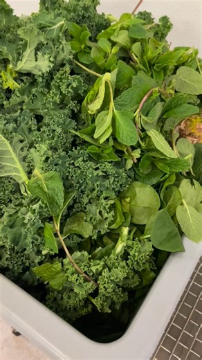 Looking for the secret ingredients? There aren’t any!! Our Cold Pressed Juices contain only what is listed on the lids. This deliciousness is “Sweet Greens”- green kale, spinach, mint, green apple, pineapple, lemon🍍🥬 🍋 No added sugars, concentrates, or preservatives #fountainofyouth #igotsqueezed #freshaf #coldpressedjuice #localfamilybusiness | Squeezed Juice Bar