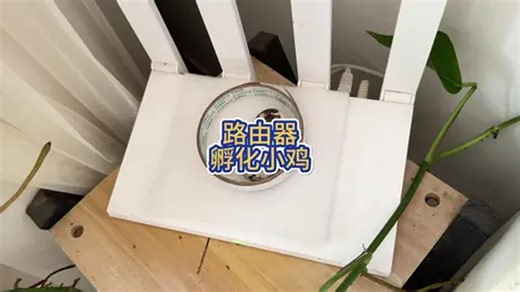 用时20天用家里的路由器孵化小鸡
