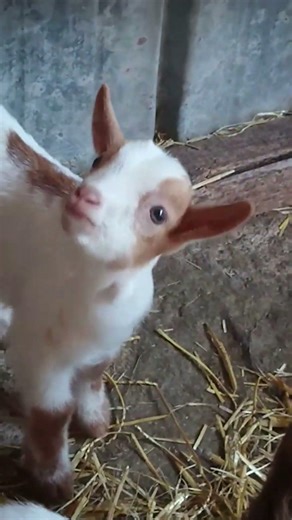 POV: Deine Ziege plant die Weltherrschaft.. 🐐🤫🌎