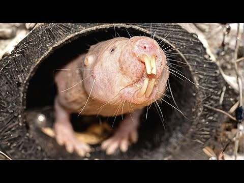 Naked Mole Rat 🐀 The Weirdest Underground Creature!
