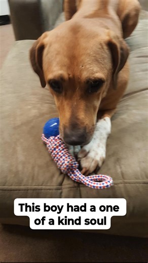 1K views · 13 reactions | This guy was a rescue from someone that had an unwanted litter. I rescued him and his brother who went on to become a service dog #rescue #rhodesianridgeback | Wholistic Canine Coach Dawn Orr | Facebook