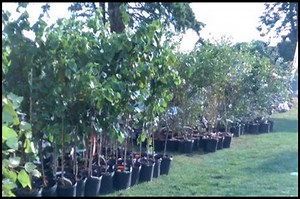 Want a free tree? DEM offering 2,000  to Rhode Islanders