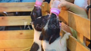 Little dwarf spotted piglets as a family stand on their hind legs, farmers feed people with hands a bottle of milk with a pacifier, feeding food
