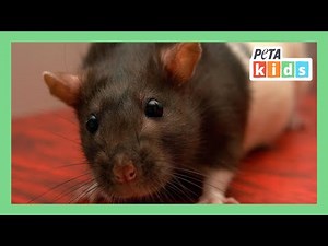 Cool Animal Facts About Rats | Animal Videos | Kids Videos | ‪@PETAKids‬