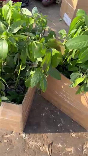 Exploring Different Varieties of Grafted Avocado Pears