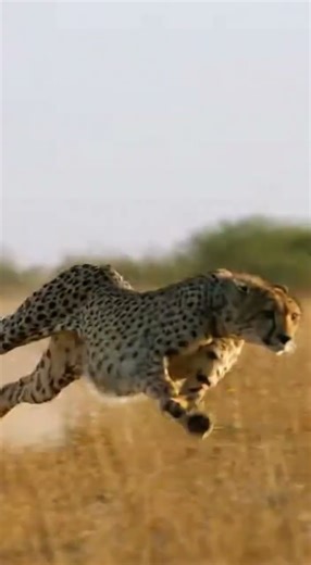 Cheetah Ki Tez Raftaar 🐆 | Wild Boar Escape | Realistic Safari Foot #viral #viralshorts