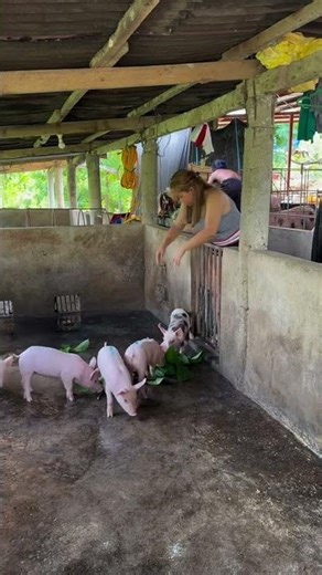 Pig Gets Scared by a Chicken! 🐔 #FunnyPig #FarmFails #Viral