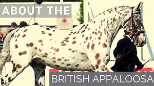 17K views · 204 reactions | Discover the British Appaloosa in the video about the breed! Featuring: British Appaloosa Society, Royal Windsor Horse Show. | Discoverthehorse | Facebook