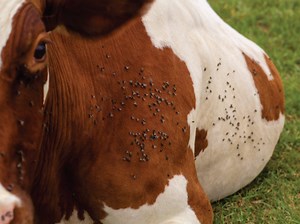 Garlic as Natural Fly Control for Cattle