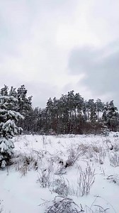 Snowy pine forest on a sunny winter day. Sun highlight glare, sunbeams. Fairy magic forest. New Year Christmas background. Beautiful natural background. Vertical video Full HD 1080x1920