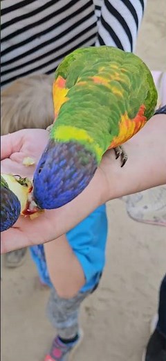 Feeding Time for the Lories! 🌈 Hand-Feeding Bliss & Feathered Fun!