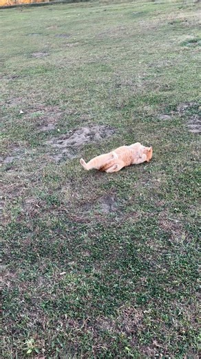 I think I need to make a compilation of barn cats 🤣 Barn cats —— a whole different breed. | Hidden Ponds GypsyVanners and Cobs