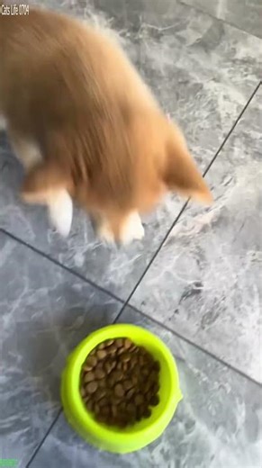 Cute Cats 😾 #funny 😻 # Ep 4624