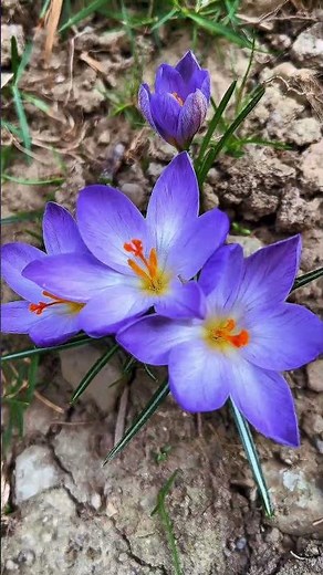 Early spring crocus 🌸 | Quiet garden moment
