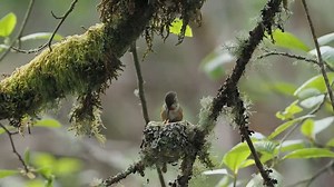 Welcome to the hummingbird master class on nest concealment and feeding basics. These 2-inch-wide rufous hummingbird nests are built with moss, or other soft plant material, held together with spider web and camouflaged with lichen. And the lucky chicks, likely two, get a regurgitated feeding of nectar with a side of insects mom caught in midair. This amazing scene was captured recently at Billy Frank Jr. Nisqually National Wildlife Refuge in western Washington state. USFWS video: A. Froschauer 