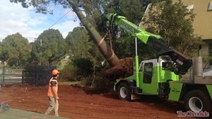 VIDEO: Transplant saves 60-year-old bottle tree