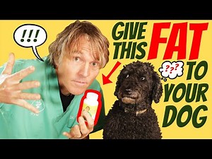 Omega 3 Fatty Acids for Pets: Top 7 Benefits You Need to Know