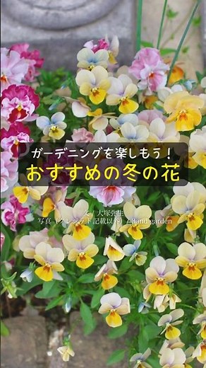 【おすすめ】ガーデニングを楽しもう！冬の花 #shorts #ガーデニング #園芸
