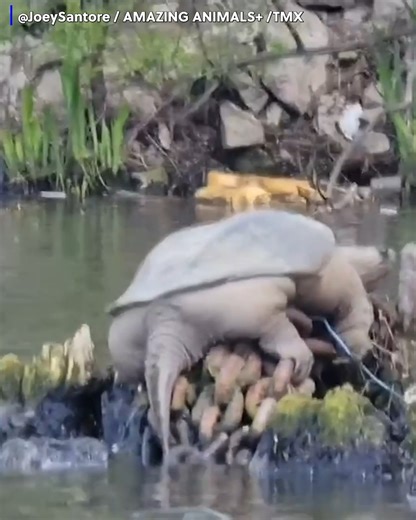 This snapping turtle named 'Chonkosaurus' was spotted by kayakers along the Chicago River! | Gray Media Digital Content Center