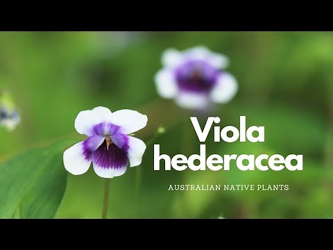 Viola hederacea | Australian Native Plant Profile | Pollinator Attracting Plants
