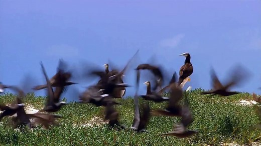 Wildlife In HD (Windows 7 Sample Video)