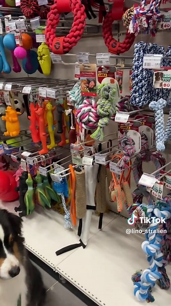 Abonne-toi pour que j’ai mon cadeau des 1000 abonnés 🐶 #bergeraustralien #jouetchien #cadeau