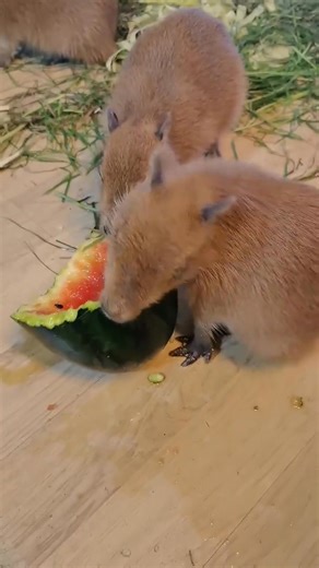 A baby capybara munching on watermelon – a moment of cuteness you can't miss! | All About Capybara