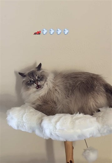 The Unique Talent of Talking to Walls: A Cat's Perspective