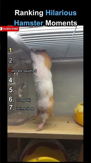 🐹 Ranking the Funniest Hamster Moments 😂
