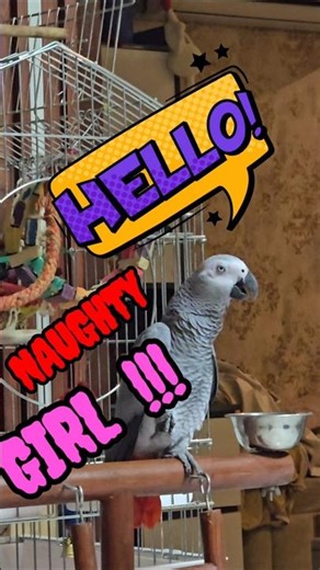 Parrot Flirting Like Crazy 😆 Hello Girl #trending #shorts #birds #funny #comedy #video #yt #fyp
