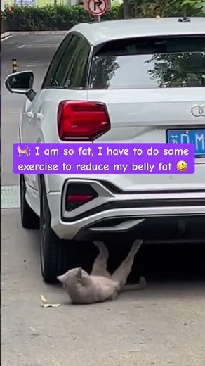 Cat 🐱 Doing Exercise 💪 | The Funniest Fitness Trainer 😂 #funnycats #pets