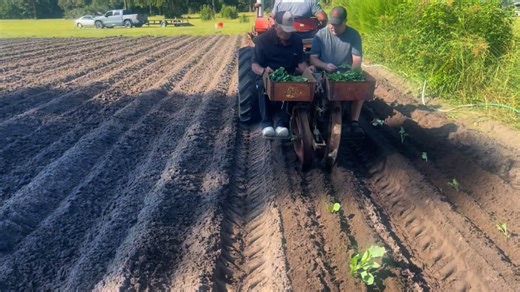 Fall is here and it is time to plant the fall garden. Early this morning, our Lumbee Tribe Cultural Center Staff and our Agriculture Department Team began planting the fall garden the old way, with the one row tobacco planter. They planted collards, turnips, rutabagas and mustard. With the help of our Ag and Cultural Center Team, these same vegetables will be planted in the raised beds by our children at our Lumbee Tribe Boys & Girls Clubs. Some specialty plants will also be planted in the green