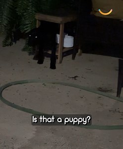 When she saw a pair of glowing eyes on her patio she feared the worst - but this chance encounter turned into an unbreakable bond 🐶❤️ | Happily