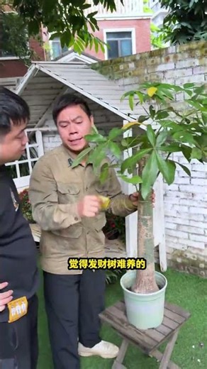 #养花#香蕉#甘蔗#木瓜养不好盆栽你就用我的方法去种果树 1762601747123