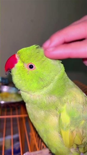 How to Teach a Parrot to Talk Bolne Wala Tota – Best Talking Training 🦜 #talkingparot #viral
