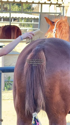 Mastering Barrel Patterning with Your Horse