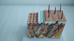 This video explores hair growth stages using a detailed skin model