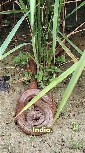 The Truth Behind the Two-Headed Snake