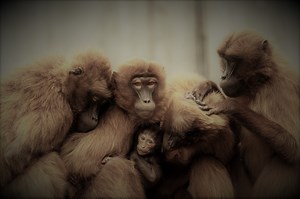 Des oiseaux qui mangent tout rond!