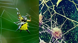 380K views · 373 reactions | How spider silk could help regrow nerves. | Insider Science | Facebook
