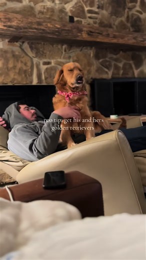 10/10 Recommend Golden Retrievers for Couples